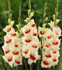 Gladiola Ajax - Gladiolus - cibuľoviny - 3 ks