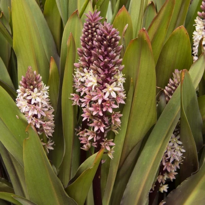 Chocholka bodkovaná - Eucomis comosa - cibuľoviny - 1 ks