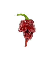 Chilli Carolina Reaper Chocolate - Capsicum chinense - semená - 5 ks