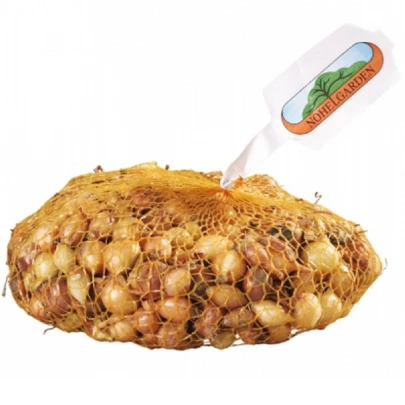 Cibuľa sadzačka Herkules - Allium cepa - cibuľky - 500 g