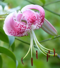 Ľalia speciosum rubrum  - Lilium - cibuľoviny - 1 ks