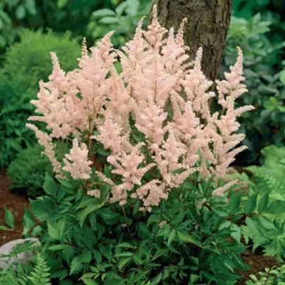 Astilba Peach Blossom - Astilbe japonica - cibuľoviny - 1 ks