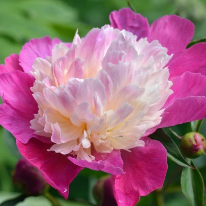 Pivónia Gay Paree - Paeonia lactiflora - cibuľoviny - 1 ks