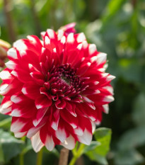 Georgína Red and White Fubuki - Dahlia - cibuľoviny - 1 ks