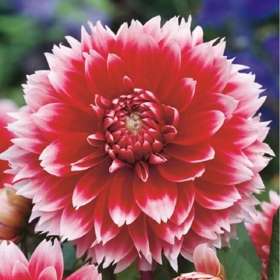 Georgína Red and White Fubuki - Dahlia - cibuľoviny - 1 ks