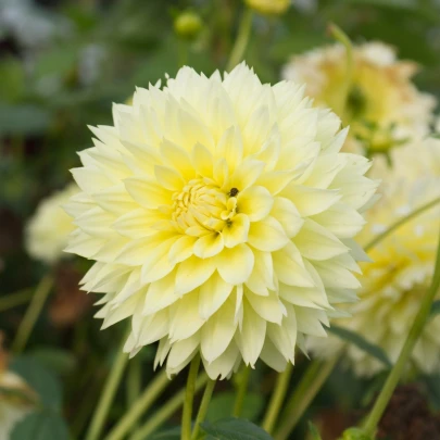 Georgína Canary Fubuki - Dahlia - cibuľoviny - 1 ks