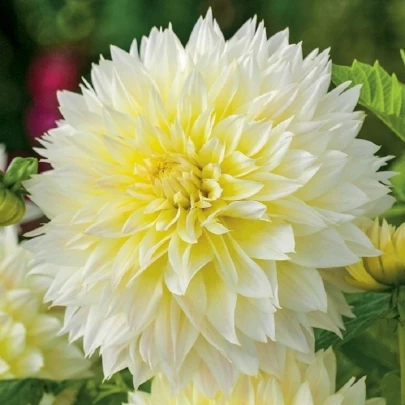 Georgína Canary Fubuki - Dahlia - cibuľoviny - 1 ks