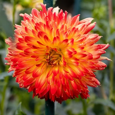 Georgína Procyon - Dahlia - cibuľoviny - 1 ks