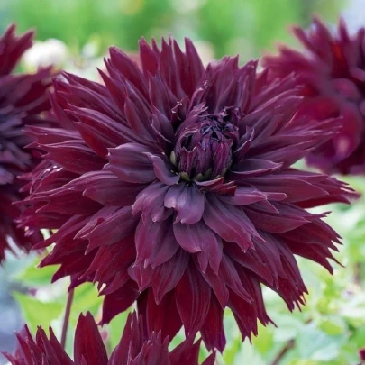 Georgína Black Touch - Dahlia - cibuľoviny - 1 ks