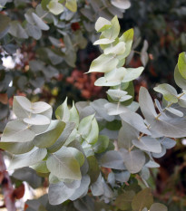 Eukalyptus Silver dollar - Blahovičník - Eucalyptus cinerea - semená - 7 ks