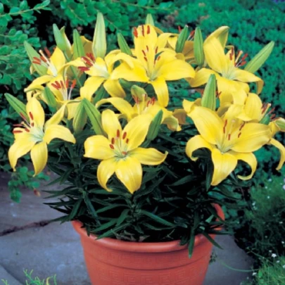 Ľalia Bright Pixie - Lilium - cibuľoviny - 1 ks