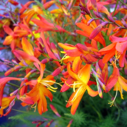 Zmes montbrécie - Crocosmia - cibuľoviny - 12 ks