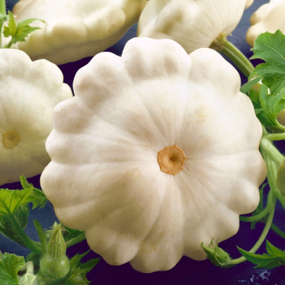 Patizón Delikates - Cucurbita pepo - semená - 15 ks