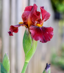 Kosatec nemecký Red Zinger - Iris germanica - hľuzy - 1 ks