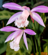 Plejonka - Pleione formosana - cibuľoviny - 1 ks