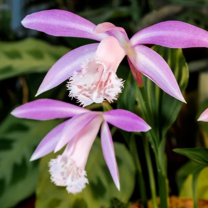 Plejonka - Pleione formosana - cibuľoviny - 1 ks