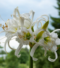 Peruánsky narcis Festalis - Ismena - cibuľoviny - 1 ks