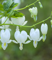 Srdcovka nádherná biela – Dicentra spectabilis – hľuzy srdcovky