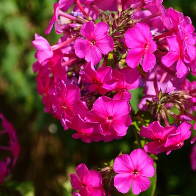 Plamienka ružová - Phlox - voľnokorenné sadenice plamienky - 1 ks