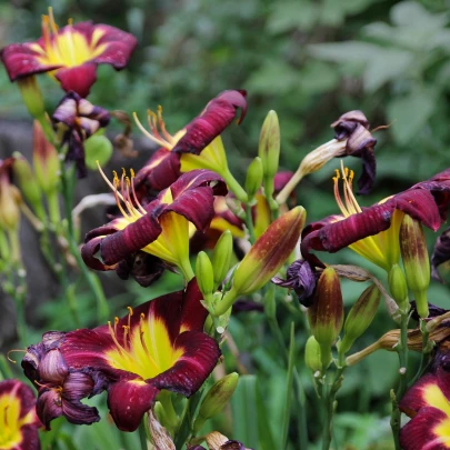 Ľaliovka Night Beacon – Hemerocallis – hľuzy ľaliovky