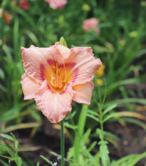 Ľaliovka Longsfield Glory - Hemerocallis - cibuľoviny - 1 ks