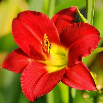 Ľaliovka Longsfield Red Baron - Hemerocallis - cibuľoviny - 1 ks