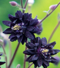 Orlíček plnokvetý čierny - Aquilegia - voľnokorenné sadenice orlíčka - 1 ks