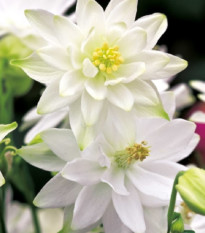 Orlíček plnokvetý biely - Aquilegia - voľnokorenné sadenice orlíčka - 1 ks