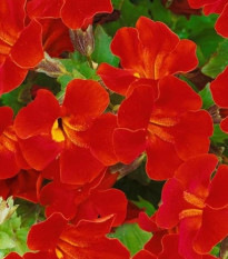 Čarodejka Magic Red - Mimulus hybridus - semená - 30 ks