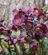 Čemerica purpurová - Helleborus purpurascens - voľnokorenné sadenice čemerice - 1 ks