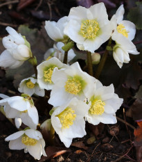 Čemerica biela - Helleborus niger - voľnokorenné sadenice čemerice - 1 ks