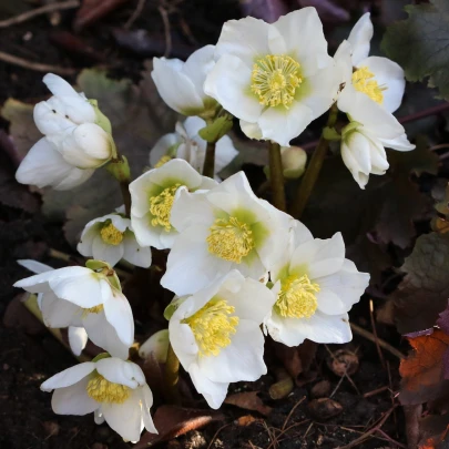 Čemerica biela - Helleborus niger - voľnokorenné sadenice čemerice - 1 ks