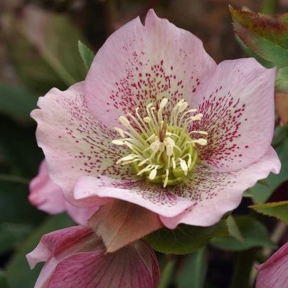 Čemerica východná - Helleborus orientalis - voľnokorenné sadenice čemerice - 1 ks