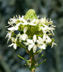 Bledavka Saundersova - Ornithogalum saundersiae - cibuľoviny - 1 ks