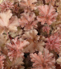 Heuchera Cappuccino - Heuchera - voľnokorenné sadenice heuchery - 1 ks