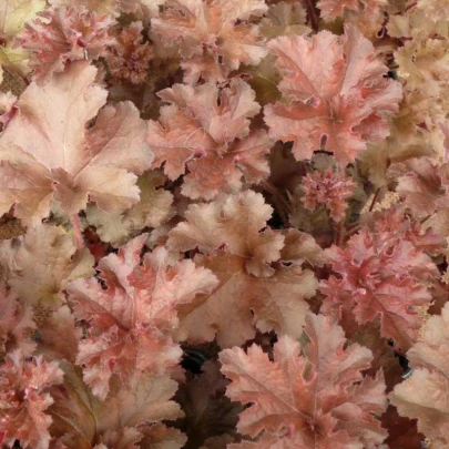 Heuchera Cappuccino - Heuchera - voľnokorenné sadenice heuchery - 1 ks