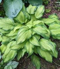 Funkia - Bohyška - Hosta Albopicta - cibuľoviny - 1 ks