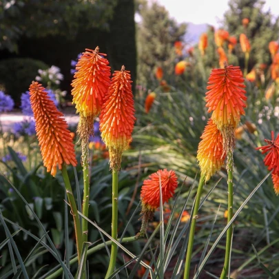 Mnohokvet oranžový - Kleopatrina ihla - Kniphofia - voľnokorenné sadenice mnohokvetu - 1 ks