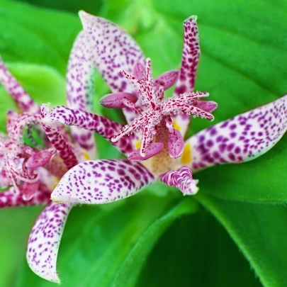 Ľaliovka srstnatá - Tricyrtis hirta - voľnokorenné sadenice ľaliovky - 1 ks