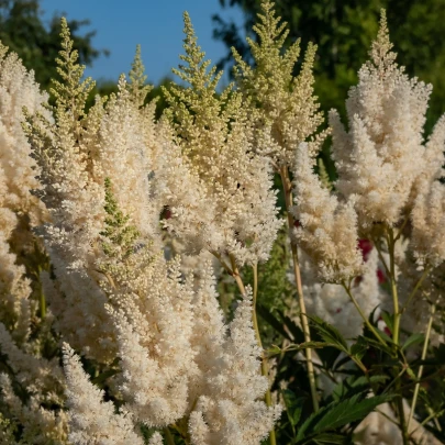 Astilba Weisse Gloria - Astilbe arendsii - cibuľoviny - 1 ks