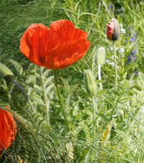 Mak východný - Papaver orientalis - voľnokorenné sadenice maku - 1 ks