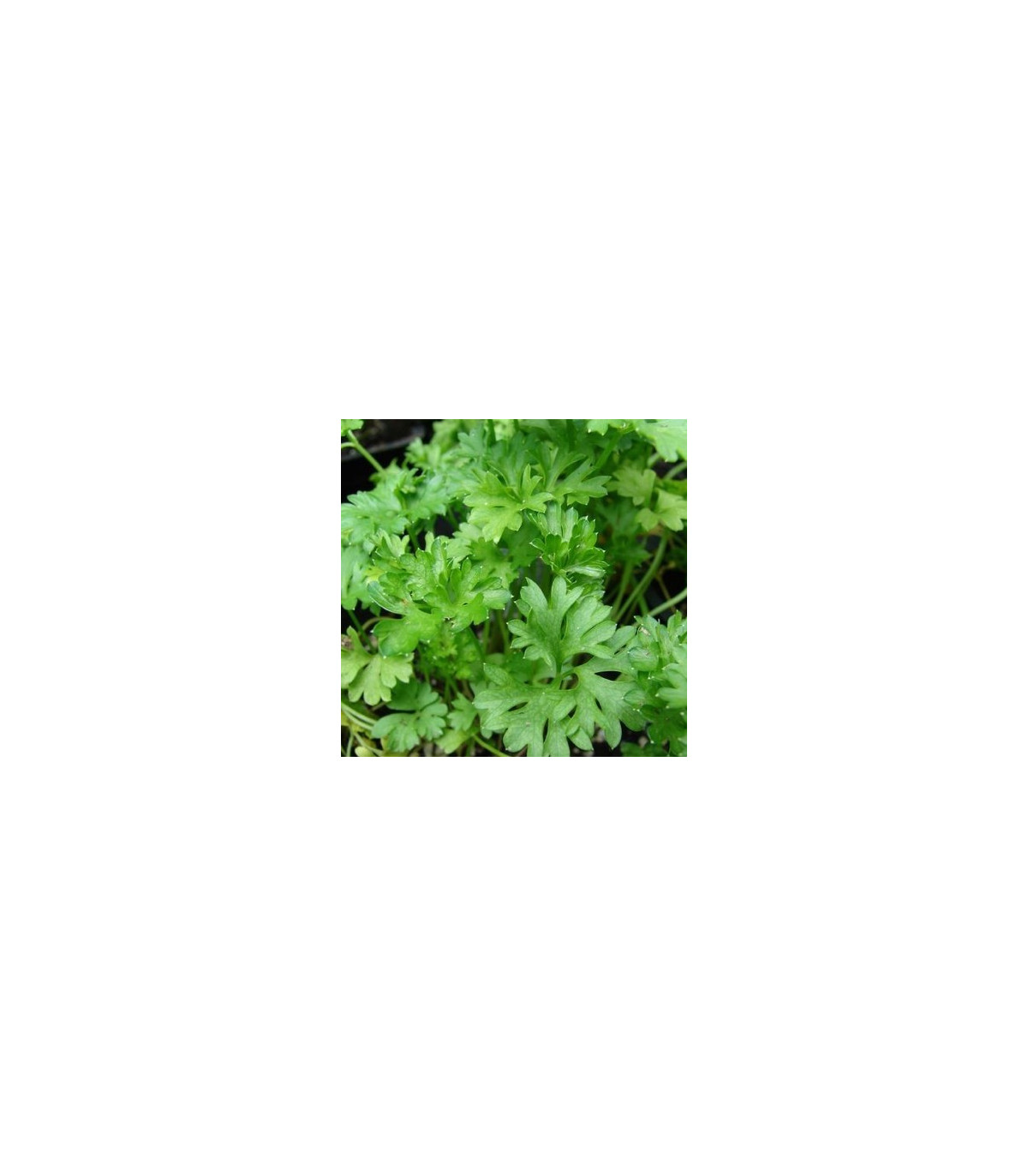 Petržlen vňaťový kučeravý - tmavozelený - Petroselinum crispum convar - semená - 1 g