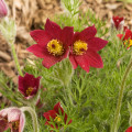 Poniklec červený - Pulsatilla - voľnokorenné sadenice ponikleca - 1 ks