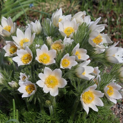 Poniklec biely - Pulsatilla - voľnokorenné sadenice ponikleca - 1 ks