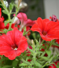 Petúnia Musica Red F1 - Petunia x grandiflora - semená - 30 ks