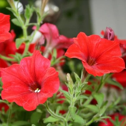 Petúnia Musica Red F1 - Petunia x grandiflora - semená - 30 ks