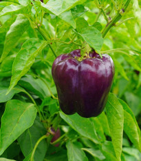 Paprika Beluga Lilac F1 - Capsicum annuum - semená - 6 ks