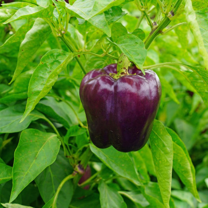 Paprika Beluga Lilac F1 - Capsicum annuum - semená - 6 ks