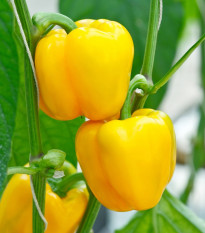 Paprika Beluga Yellow F1 - Capsicum annuum - semená - 5 ks