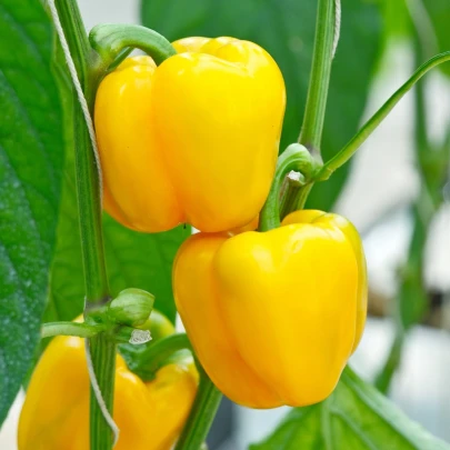 Paprika Beluga Yellow F1 - Capsicum annuum - semená - 5 ks